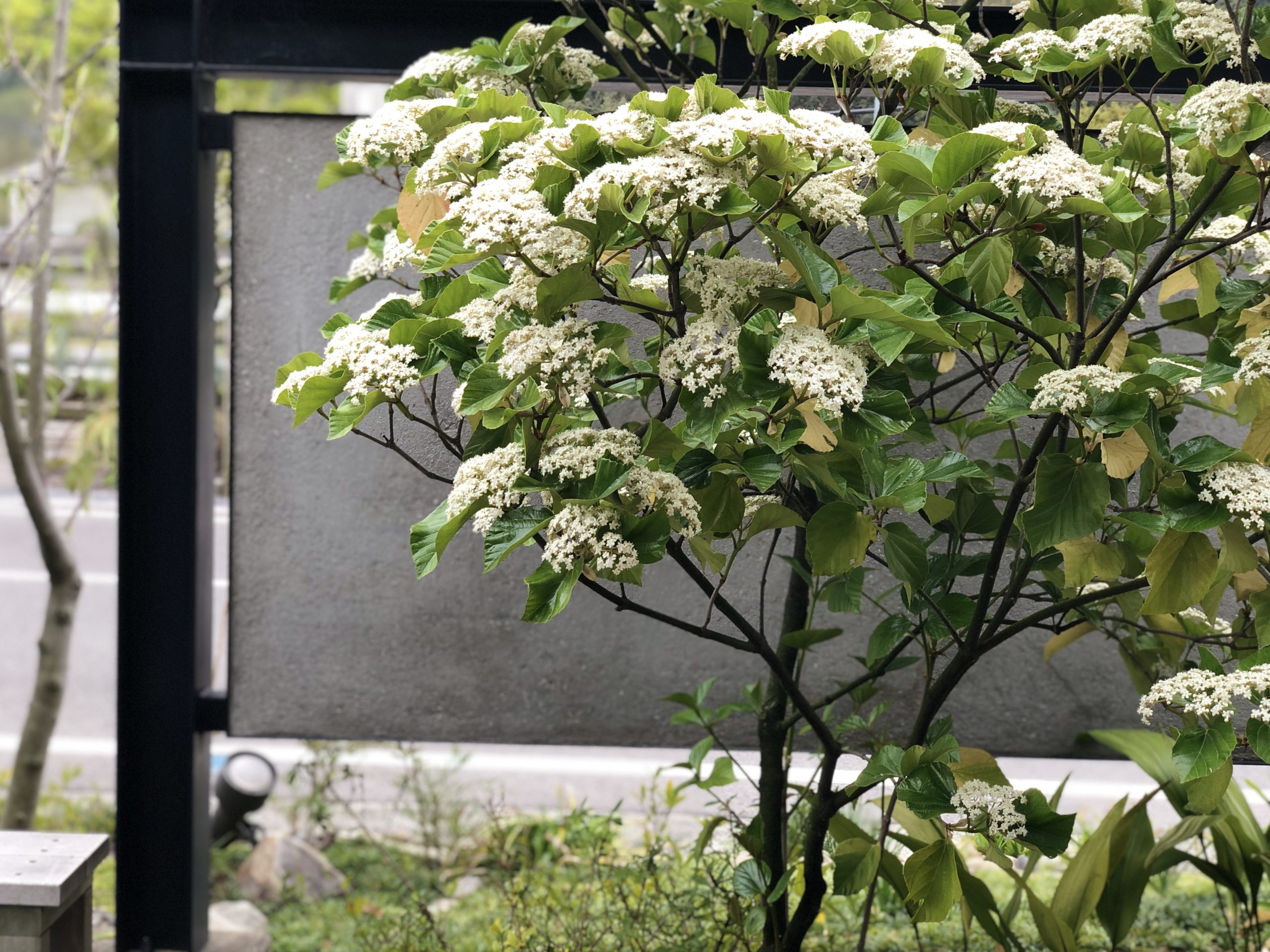 ハクサンボクが咲く春の庭 日記 I M Garden アイムガーデン 四国造園